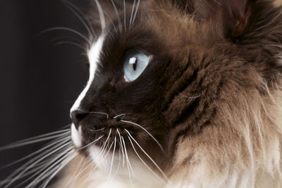 Close-up of cat looking away