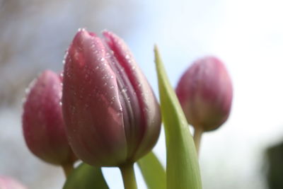 Close-up of pink tulip buds