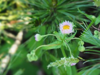 Close-up of flowers blooming outdoors