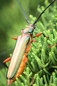 Close-up of insect on plant