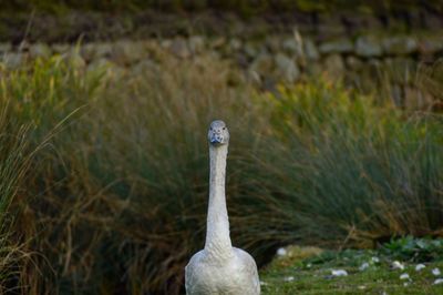 Close-up of peacock on field