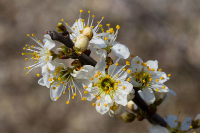 Close-up of cherry blossoms