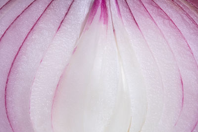 Full frame shot of wet pink rose flower