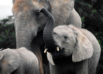 Close-up of elephant in zoo