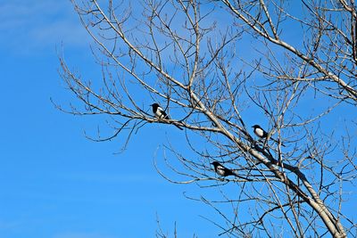 Low angle view of bird perching on bare tree against blue sky