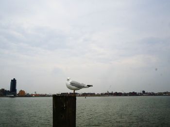 Seagull perching on shore against sky