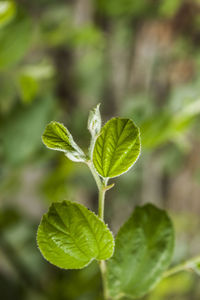Jujube leaf in khulna,bangladesh.