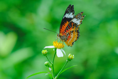 Close-up of butterfly pollinating on flower