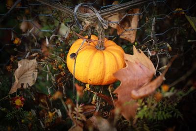 High angle view of pumpkins on field during autumn