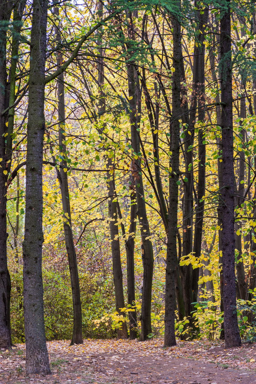 SCENIC VIEW OF FOREST