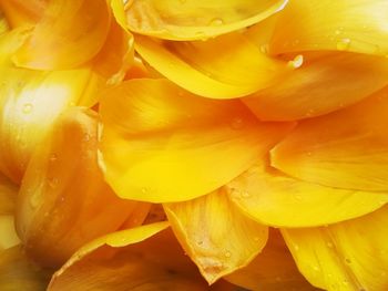 Full frame shot of yellow flower