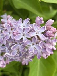 Close-up of purple flowering plant