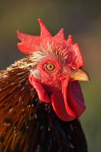 Close-up of rooster