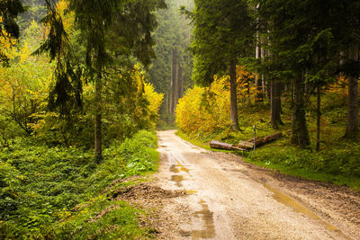 Dirt road amidst trees in forest