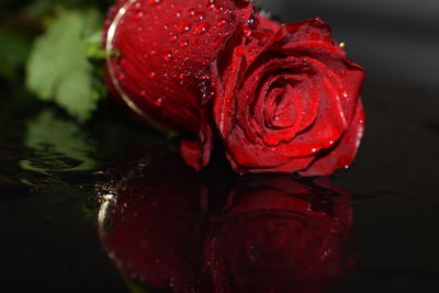 Close-up of red flower