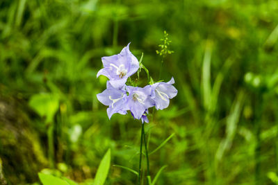 Close-up of purple flowering plant