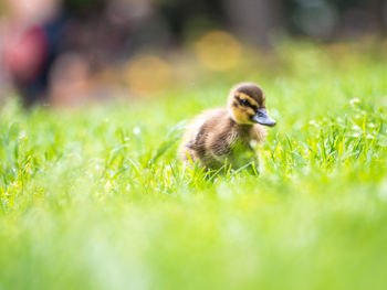 Close-up of a bird on grass