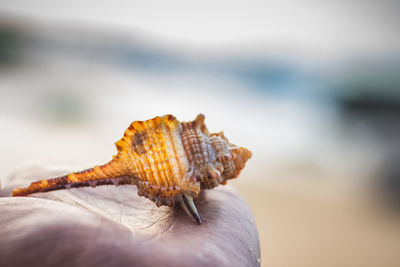 Close-up of hand holding leaf