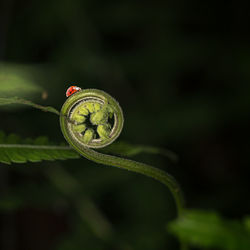 Close-up of spiral leaf