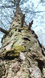 Low angle view of moss on tree trunk