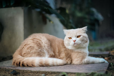 Close-up of cat lying on floor