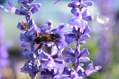 Close-up of bee on purple flowers