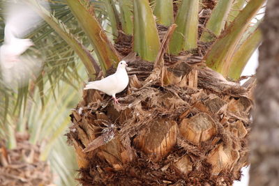 Close-up of bird perching on tree