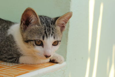 Close-up portrait of a cat