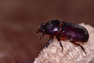 Close-up of fly