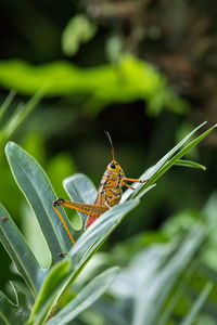 Close-up of insect on plant