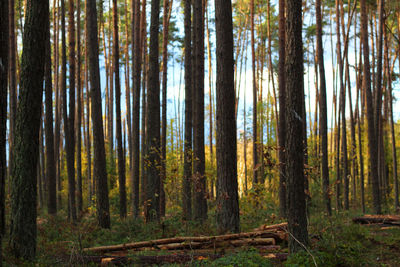 Pine trees in forest