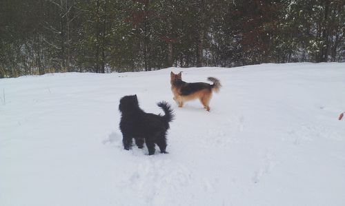 2 dogs on snow covered field