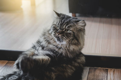 Portrait of cat relaxing on floor at home