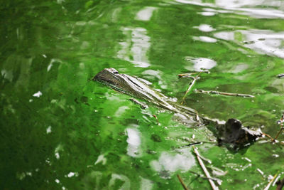 Close-up of turtle swimming in water