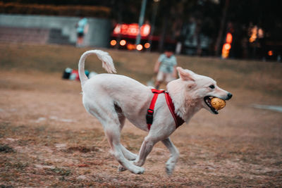 Dog running on field