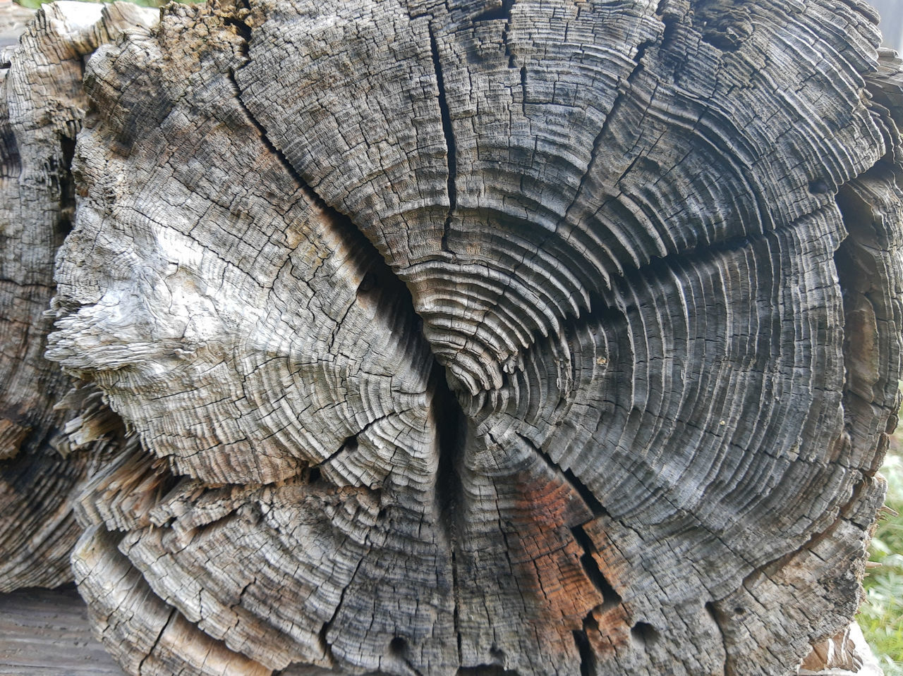 CLOSE-UP OF TREE STUMP IN FOREST