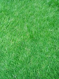 Full frame shot of grass on field