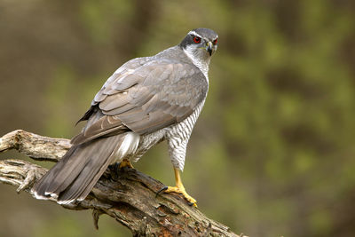 Close-up of bird perching on tree