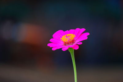 Close-up of pink flower