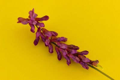 Directly above shot of plant against yellow background