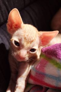 High angle portrait of chihuahua