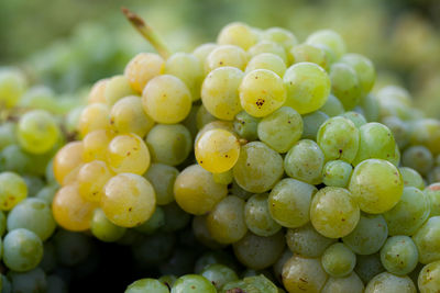 Close-up of grapes in vineyard