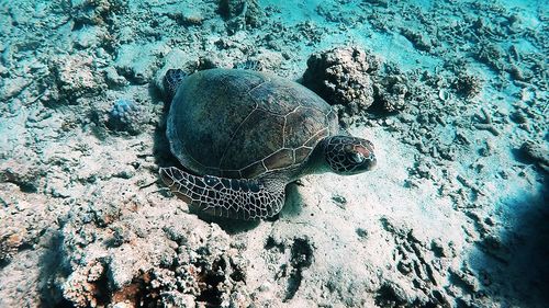 High angle view of jellyfish swimming in sea