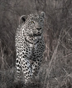 Portrait of cat on land