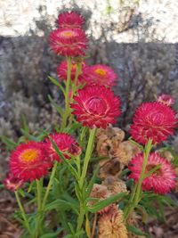 Close-up of multi colored flowers