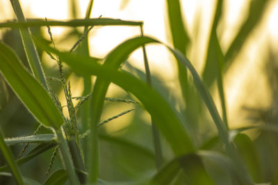 Close-up of plant growing in field