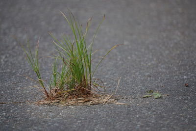 Close-up of grass