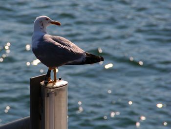 Close-up of seagull perching on pole against sea