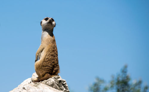 Low angle view of lizard on rock against clear sky