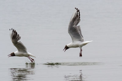 Seagulls flying over lake